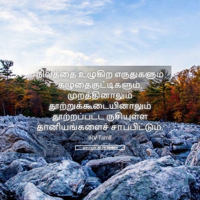 Picture 05 - ஏசாயா 30:24 TAMIRV - நிலத்தை உழுகிற - Bible Verse Picture