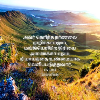 Picture 05 - ஏசாயா 42:3 TAMIRV - அவர் நெரிந்த - Bible Verse Picture