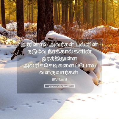 Picture 05 - ஏசாயா 44:4 TAMIRV - அதினால் அவர்கள் - Bible Verse Picture