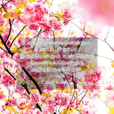 Picture 05 - ஏசாயா 48:4 TAMIRV - நீ - Bible Verse Picture