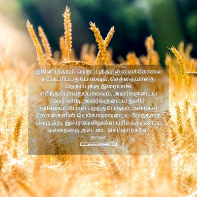 Picture 05 - ஏசாயா 5:24 TAMIRV - இதினிமித்தம் - Bible Verse Picture