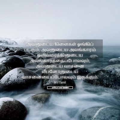Picture 05 - ஓசியா 14:6 TAMIRV - அவனுடைய கிளைகள் - Bible Verse Picture