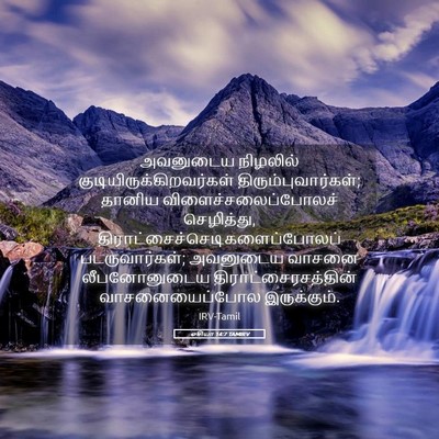 Picture 05 - ஓசியா 14:7 TAMIRV - அவனுடைய நிழலில் - Bible Verse Picture