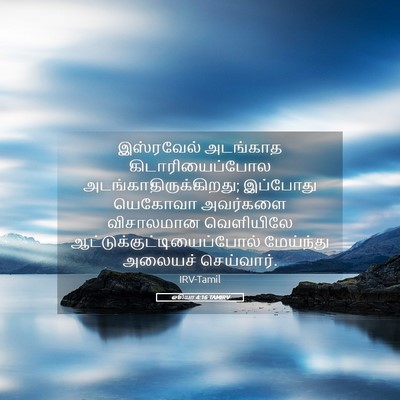 Picture 05 - ஓசியா 4:16 TAMIRV - இஸ்ரவேல் அடங்காத - Bible Verse Picture