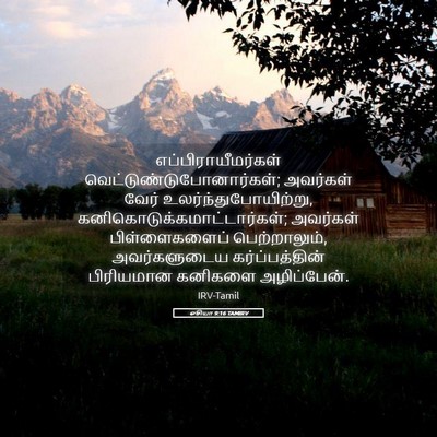 Picture 05 - ஓசியா 9:16 TAMIRV - எப்பிராயீமர்கள் - Bible Verse Picture