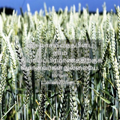 Picture 05 - கலாத்தியர் 3:25 TAMIRV - விசுவாசம் - Bible Verse Picture