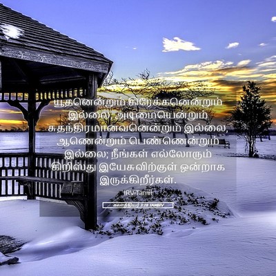 Picture 05 - கலாத்தியர் 3:28 TAMIRV - யூதனென்றும் - Bible Verse Picture