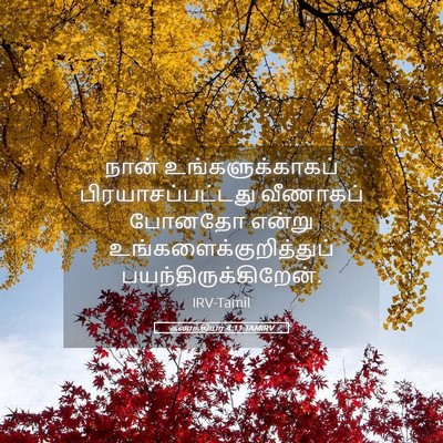 Picture 05 - கலாத்தியர் 4:11 TAMIRV - நான் - Bible Verse Picture