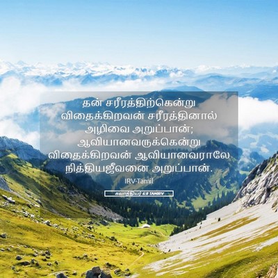 Picture 05 - கலாத்தியர் 6:8 TAMIRV - தன் - Bible Verse Picture