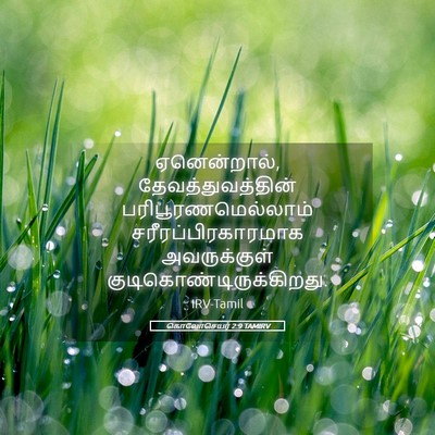 Picture 05 - கொலோசெயர் 2:9 TAMIRV - ஏனென்றால், - Bible Verse Picture