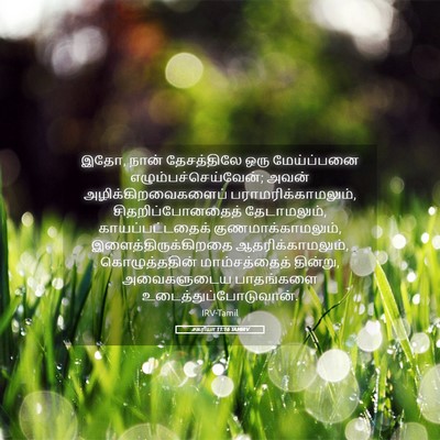 Picture 05 - சகரியா 11:16 TAMIRV - இதோ, நான் - Bible Verse Picture