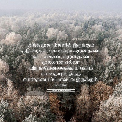 Picture 05 - சகரியா 14:15 TAMIRV - அந்த முகாம்களில் - Bible Verse Picture