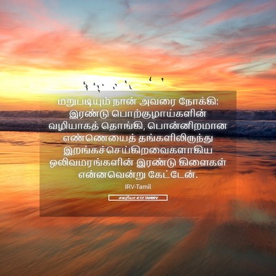 Picture 05 - சகரியா 4:12 TAMIRV - மறுபடியும் நான் - Bible Verse Picture