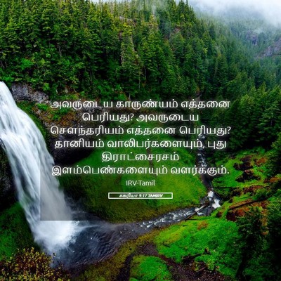 Picture 05 - சகரியா 9:17 TAMIRV - அவருடைய காருண்யம் - Bible Verse Picture