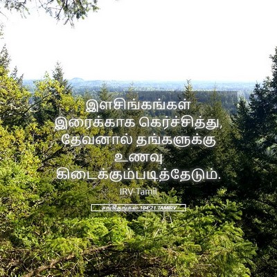 Picture 05 - சங்கீதங்கள் 104:21 TAMIRV - இளசிங்கங்கள் - Bible Verse Picture