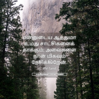 Picture 05 - சங்கீதங்கள் 119:167 TAMIRV - என்னுடைய ஆத்துமா - Bible Verse Picture