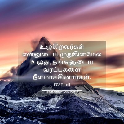 Picture 05 - சங்கீதங்கள் 129:3 TAMIRV - உழுகிறவர்கள் - Bible Verse Picture