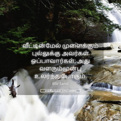 Picture 05 - சங்கீதங்கள் 129:6 TAMIRV - வீட்டின்மேல் - Bible Verse Picture