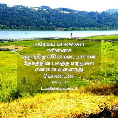 Picture 05 - சங்கீதங்கள் 22:12 TAMIRV - அநேகம் காளைகள் - Bible Verse Picture