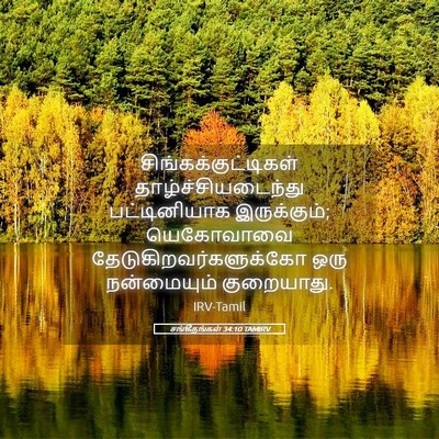 Picture 05 - சங்கீதங்கள் 34:10 TAMIRV - சிங்கக்குட்டிகள் - Bible Verse Picture