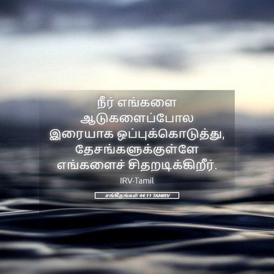 Picture 05 - சங்கீதங்கள் 44:11 TAMIRV - நீர் எங்களை - Bible Verse Picture