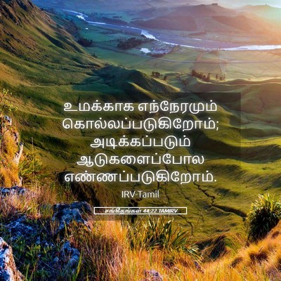 Picture 05 - சங்கீதங்கள் 44:22 TAMIRV - உமக்காக - Bible Verse Picture