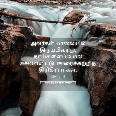 Picture 05 - சங்கீதங்கள் 59:14 TAMIRV - அவர்கள் மாலையில் - Bible Verse Picture