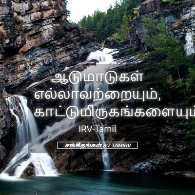 Picture 05 - சங்கீதங்கள் 8:7 TAMIRV - ஆடுமாடுகள் - Bible Verse Picture
