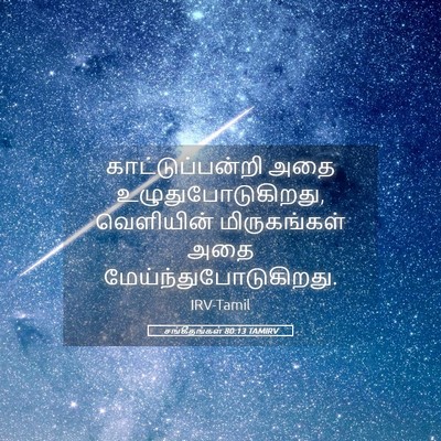 Picture 05 - சங்கீதங்கள் 80:13 TAMIRV - காட்டுப்பன்றி அதை - Bible Verse Picture