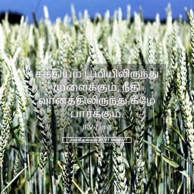 Picture 05 - சங்கீதங்கள் 85:11 TAMIRV - சத்தியம் - Bible Verse Picture