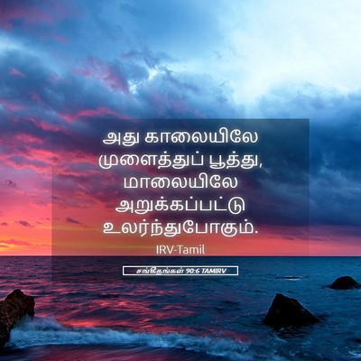 Picture 05 - சங்கீதங்கள் 90:6 TAMIRV - அது காலையிலே - Bible Verse Picture