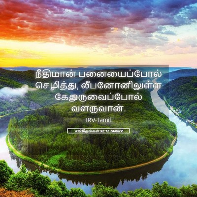 Picture 05 - சங்கீதங்கள் 92:12 TAMIRV - நீதிமான் - Bible Verse Picture