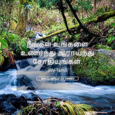 Picture 05 - செப்பனியா 2:2 TAMIRV - நீங்கள் உங்களை - Bible Verse Picture