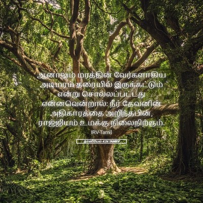 Picture 05 - தானியேல் 4:26 TAMIRV - ஆனாலும் மரத்தின் - Bible Verse Picture