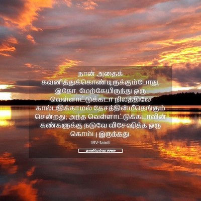Picture 05 - தானியேல் 8:5 TAMIRV - நான் அதைக் - Bible Verse Picture