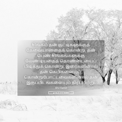 Picture 05 - நாகூம் 2:12 TAMIRV - சிங்கம் தன் - Bible Verse Picture