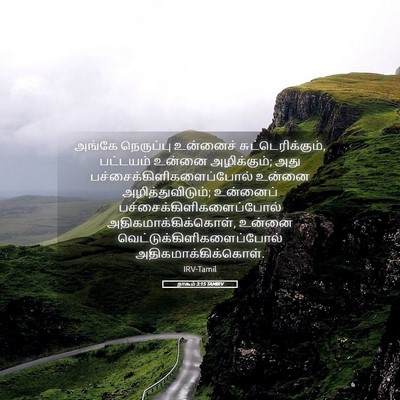Picture 05 - நாகூம் 3:15 TAMIRV - அங்கே நெருப்பு - Bible Verse Picture