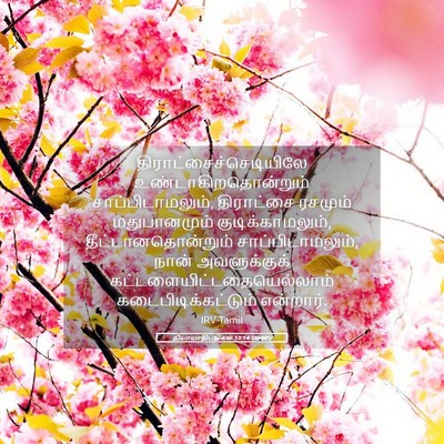 Picture 05 - நியாயாதிபதிகள் 13:14 TAMIRV -  - Bible Verse Picture