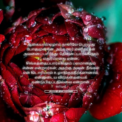 Picture 05 - நியாயாதிபதிகள் 14:18 TAMIRV - ஆகையால் ஏழாம் - Bible Verse Picture