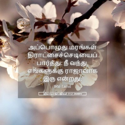 Picture 05 - நியாயாதிபதிகள் 9:12 TAMIRV - அப்பொழுது மரங்கள் - Bible Verse Picture