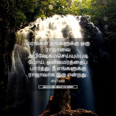 Picture 05 - நியாயாதிபதிகள் 9:8 TAMIRV - மரங்கள் - Bible Verse Picture