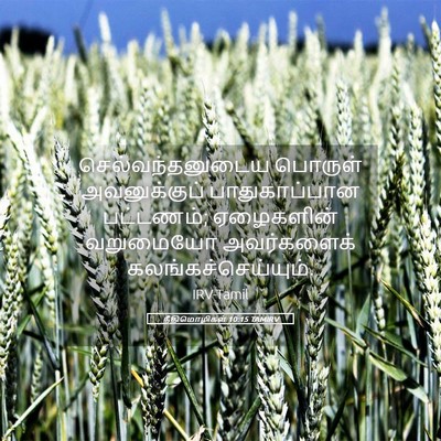 Picture 05 - நீதிமொழிகள் 10:15 TAMIRV - செல்வந்தனுடைய - Bible Verse Picture