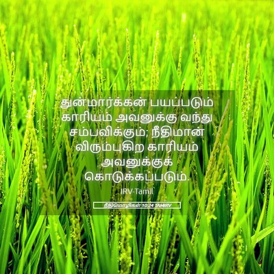 Picture 05 - நீதிமொழிகள் 10:24 TAMIRV - துன்மார்க்கன் - Bible Verse Picture