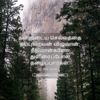 Picture 05 - நீதிமொழிகள் 11:28 TAMIRV - தன்னுடைய - Bible Verse Picture