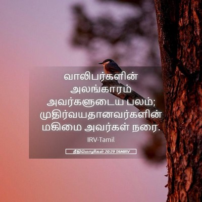 Picture 05 - நீதிமொழிகள் 20:29 TAMIRV - வாலிபர்களின் - Bible Verse Picture