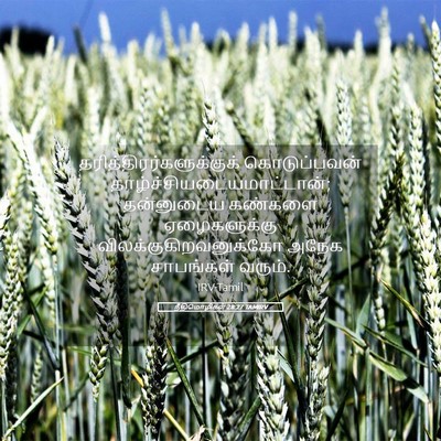 Picture 05 - நீதிமொழிகள் 28:27 TAMIRV -  - Bible Verse Picture