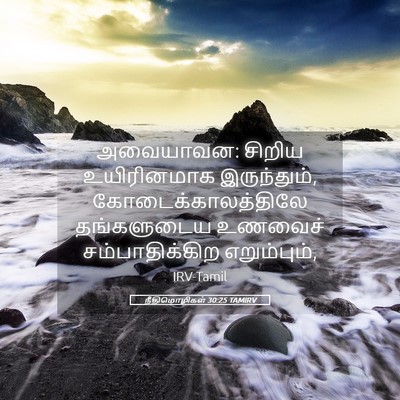 Picture 05 - நீதிமொழிகள் 30:25 TAMIRV - அவையாவன: சிறிய - Bible Verse Picture