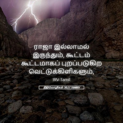 Picture 05 - நீதிமொழிகள் 30:27 TAMIRV - ராஜா இல்லாமல் - Bible Verse Picture