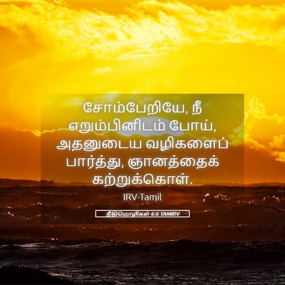Picture 05 - நீதிமொழிகள் 6:6 TAMIRV - சோம்பேறியே, நீ - Bible Verse Picture