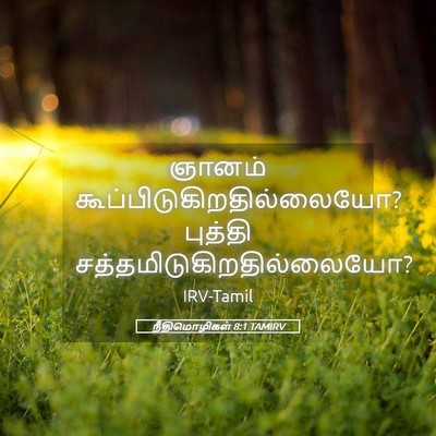Picture 05 - நீதிமொழிகள் 8:1 TAMIRV - ஞானம் - Bible Verse Picture